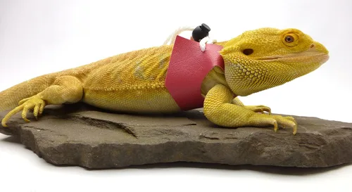 Vista 5 de Ogle Lizard Correa de edición limitada rosa (tamaño grande)