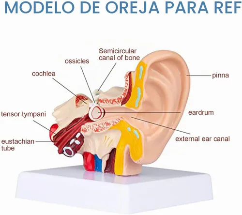 Vista 3 de Modelo de anatomía del oído humano de 1,5 veces con base