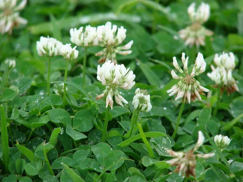 Vista 2 de Semillas de trébol blanco - Semillas prémium de Willamette Valley, cultivadas en Oregon, sin recubrimientos, sin semillas de malas hierbas (1 libra)