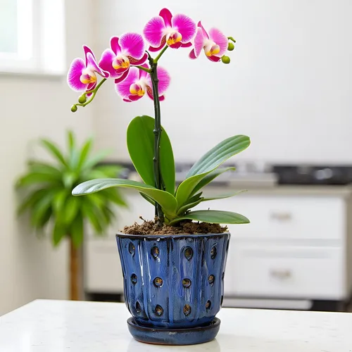 Vista 6 de Macetas para Orquídeas de 4.9 pulgadas Macetas Redondas de Cerámica para Orquídeas con Agujeros Juego de 2 (Azul Cielo+Blanco con Verde Limón)