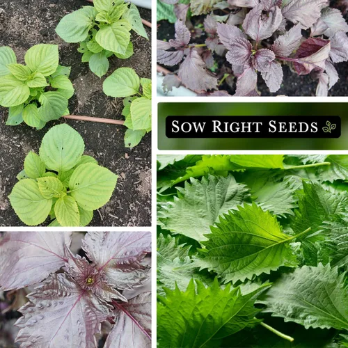 Vista 4 de Sow Right Seeds - Colección de semillas Shiso para plantar - Incluye verde y morado - Variedades tradicionales sin OMG - Hojas de perilla japonesas