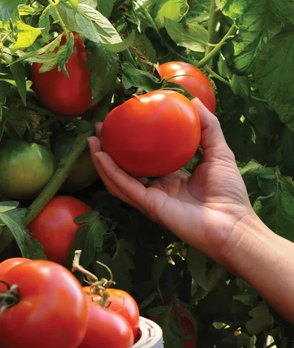 Vista 5 de Burpee 'Better Boy' - Semillas de tomate híbridas, gran variedad de tomate rojo en rodajas, 30 semillas de vegetales sin OMG para plantar, tomate