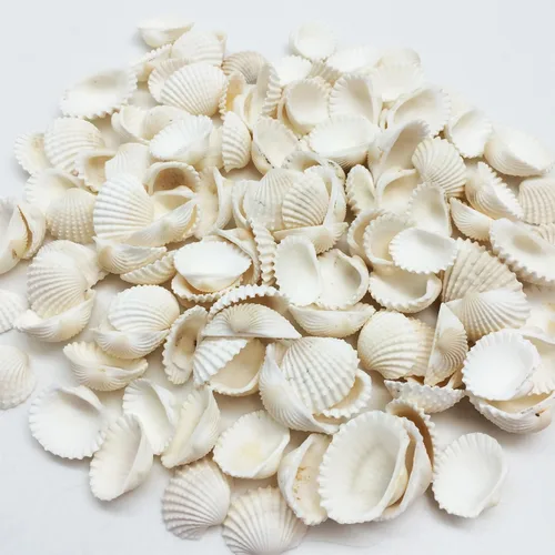 Vista 2 de Conchas marinas Pepperlonely, vieiras de diferentes tamaños