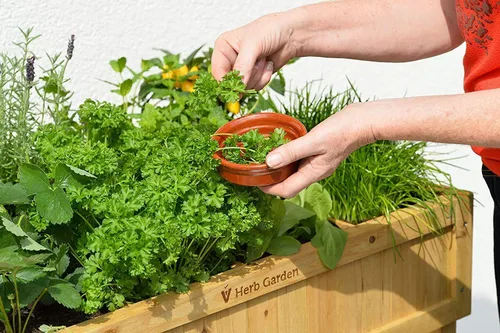 Vista 2 de Semillas de eneldo Más de 150 semillas Cultiva esta sabrosa hierba en tu jardín