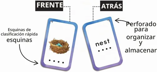 Vista 2 de Decodificación de tarjetas flash de palabras (EP62078)