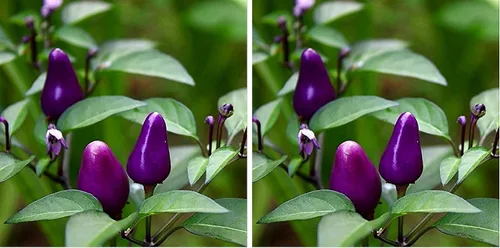 Vista 7 de Pimiento de chile enano Little Blue más de 30 semillas para plantar sin OMG