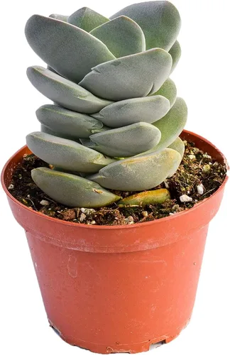 Vista 4 de Planta suculenta crassula viva - Suculenta crassula de 4 pulgadas totalmente arraigada (Crassula Gollum)