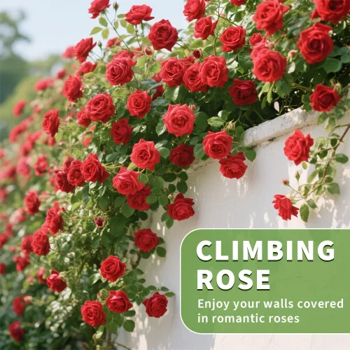 Vista 2 de Más de 200 semillas de rosas rojas trepadoras para plantar al aire libre, flores ornamentales trepadoras rosas arbustos trepadoras de larga floración