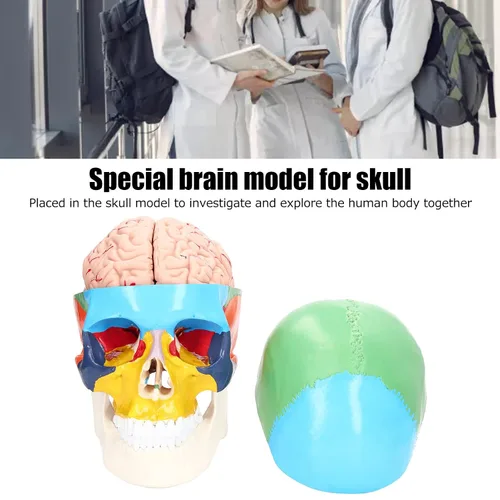 Vista 2 de Modelo anatómico del cerebro humano, 4D, 2 piezas, material de PVC duradero desmontable, anatomía, modelo cerebral, recursos de aprendizaje