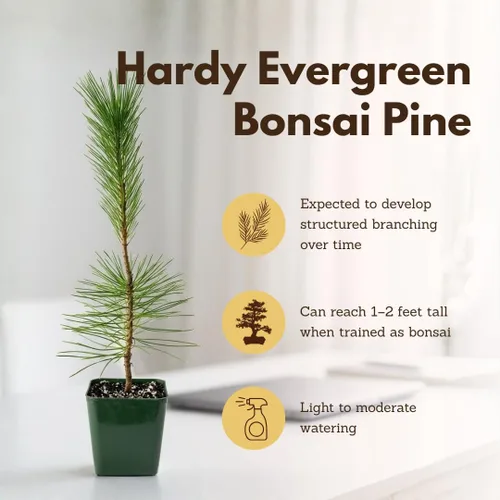 Vista 8 de My Shelfie - Árbol bonsái de pino negro japonés, árbol bonsái alto, plantas vivas para jardín exterior o interior, maceta de 2 pulgadas
