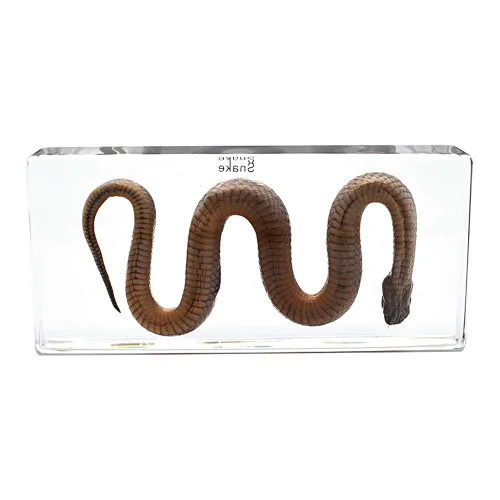 Vista 3 de Pisapapeles de serpiente espécimen para pisapapapeles de educación científica para libro para oficina para escritorio