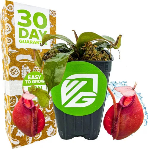 Vista 7 de Planta carnívora tropical Nepenthes Alata para jarrón, planta viva