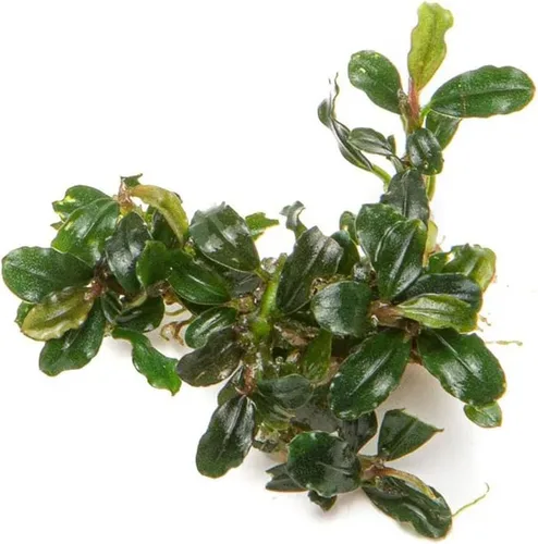 Vista 49 de SubstrateSource Bucephalandra Brownie Phantom - Planta de acuario viva – Decoración natural de pecera de agua dulce, decoración acuática