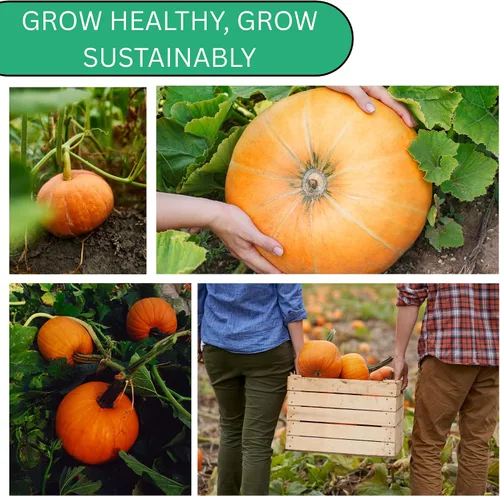 Vista 5 de Woods Creek Seeds: Semillas de calabaza pequeñas de tarta de azúcar para plantar, más de 40 semillas de calabaza tradicionales sin OMG para plantar