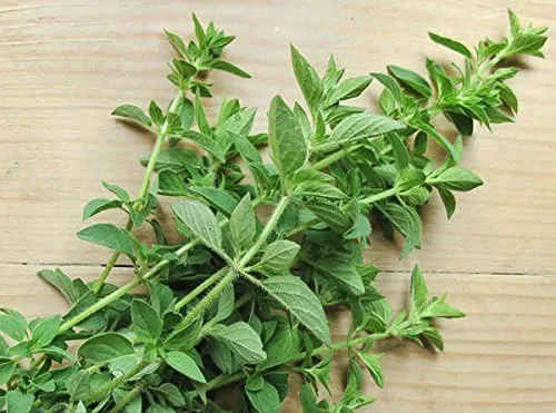 Vista 4 de Más de 250 semillas de orégano griego, heracleoticum, aromáticas, deliciosas y sabrosas, de Estados Unidos