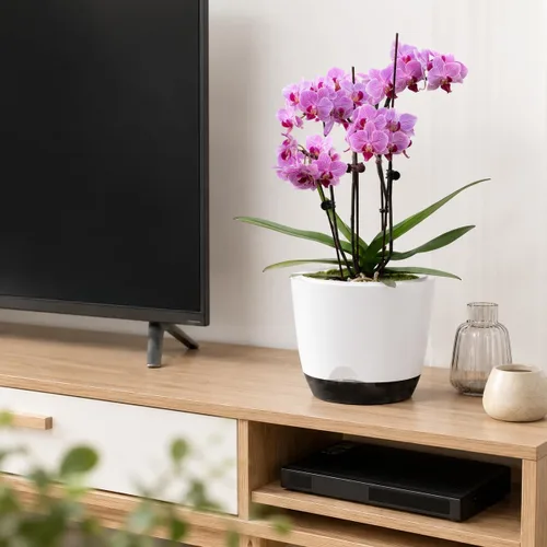 Vista 6 de QCQHDU 2 Pack 7.2 Inch Orchid Pots with Holes for Repotting, Double-Layer and Self Watering Orchid Pot with Good Air Circulation Blanco y negro