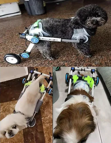 Vista 2 de Silla de ruedas para perro, 2 ruedas, silla de ruedas para patas traseras, carrito ajustable para mascotas para debilidad de las extremidades