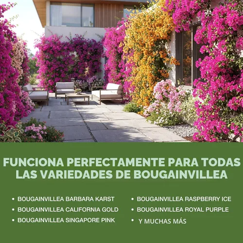 Vista 5 de Fertilizante para Buganvillas, alimento líquido completo para plantas de Buganvilla, 8 oz (250mL)