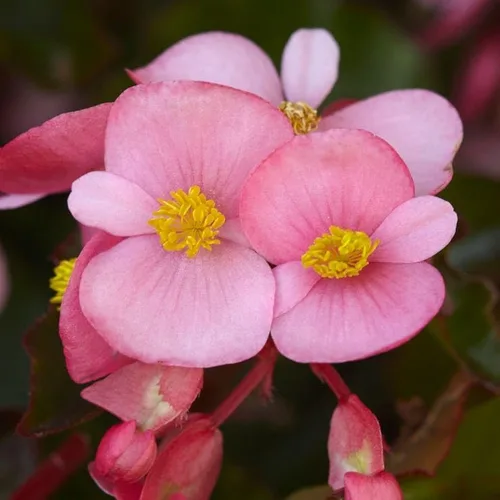 Vista 6 de Park Seed Semillas de begonia rosa Dragon Wing, incluye 10 semillas por paquete Ala de dragón rosa