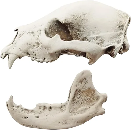 Vista 4 de Black Bear Miniature Skull Replica 1:12 Scale Dollhouse, Diorama, Fairy Garden, Terrarium (Bone (hand painted), Closed Jaw (fixed))