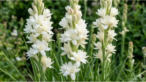 Vista 2 de Fragnante, tuberosa, planta perenne, tesoros de jardinería, profesional. 4 bulbos