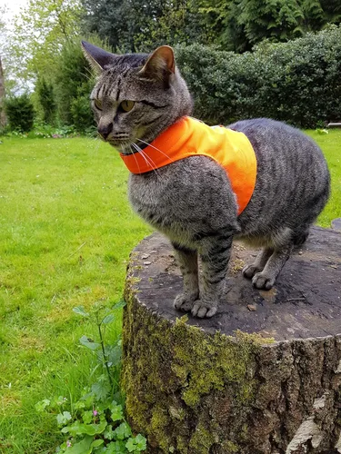 Vista 4 de Mynwood Cat Jacket /Arnés High Viz Naranja Gato Adulto para Gatos a Prueba de Escape