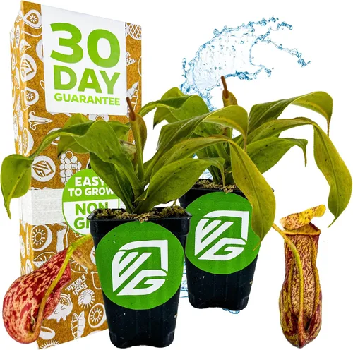 Vista 9 de Planta carnívora Miranda Nepenthes Miranda - Planta inicial de Wellspring Gardens - Tropical única y exótica para cultivo y plantación
