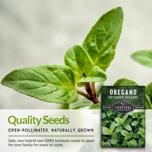 Vista 4 de Semillas de orégano para plantar – Hierba culinaria Origanum Vulgare para platos italianos – Cultiva en interiores o exteriores para un sabor fresco