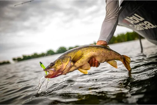 Vista 7 de ¡Berkley Gulp! Cebo suave de pesca de pececillos vivos