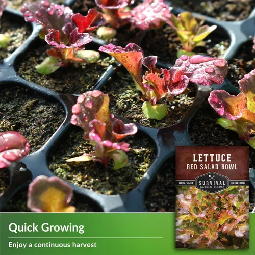 Vista 3 de Semillas de lechuga roja para plantar, 1 paquete con instrucciones para plantar y cultivar lechuga de hoja suelta en tu huerto casero, variedad