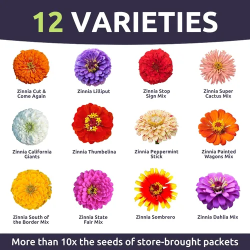 Vista 3 de Zinnia Crazy Blend - Paquete grande de 1 onza - 4,000 semillas de flores para plantar - Zinnia elegans