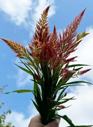 Vista 2 de Azúcar hilado Celosia argentea plumosa Semillas de flores cortadas para plantar paquete