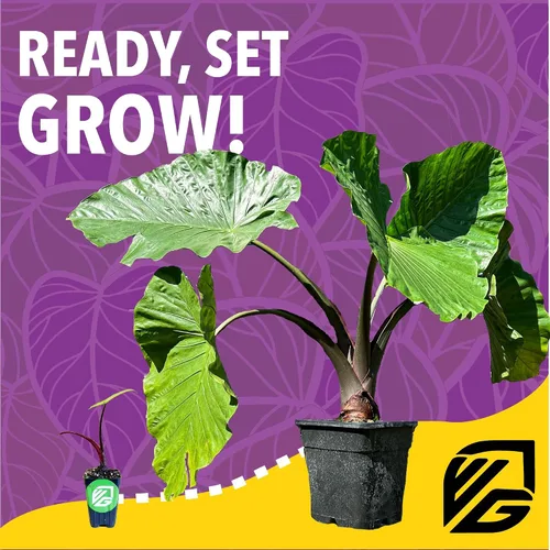 Vista 4 de Wellspring Gardens - Fertilizante para plantas de combustible para orejas de elefante, fórmula de alimentos vegetales para alocasias y colocasias
