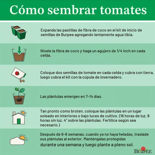 Vista 4 de Burpee Tomate 'Black Cherry' - Tomate cereza púrpura, sabor dulce y rico, 30 semillas Cereza Negra