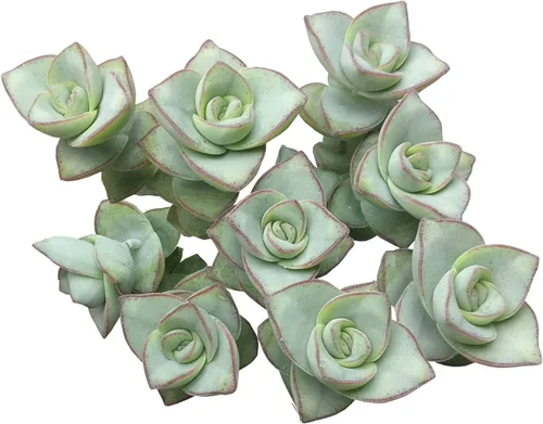 Vista 12 de Caja de suculentas Colección única de suculentas de Crassula vivas, fáciles de cultivar, planta de interior para el hogar, totalmente enraizadas