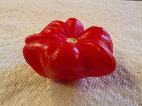 Vista 2 de 25 semillas de pimienta Aji - chile brasileño con estrella de mar - Capsicum Baccatum, raro, exótico
