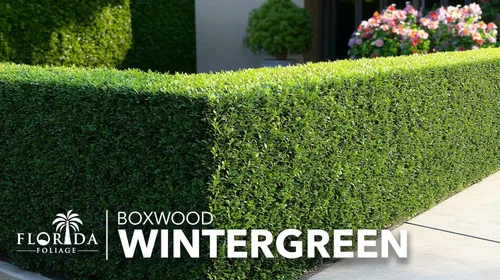Vista 2 de Bojín de Wintergreen 1 planta de tamaño de galón grande Buxus Microphylla Arbusto perenne, follaje denso, jardín formal, bajo mantenimiento