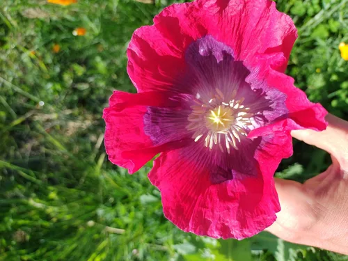 Vista 9 de Generic World Poppy Seed Blend Papaver Somniferum Mix 25+ cepas orgánicas sin OMG 100,000 semillas