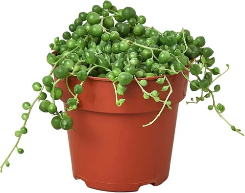 Vista 10 de Succulent Elephant Bush - Planta viva Plantas de interior en maceta de 4 Suculento Elefante Arbusto