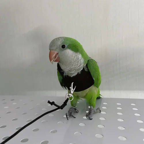 Vista 5 de Chaleco de arnés de vuelo de pájaros, traje de vuelo de loro con correa para periquitos, cacatúas, conures budgies, ropa de vuelo de pájaros