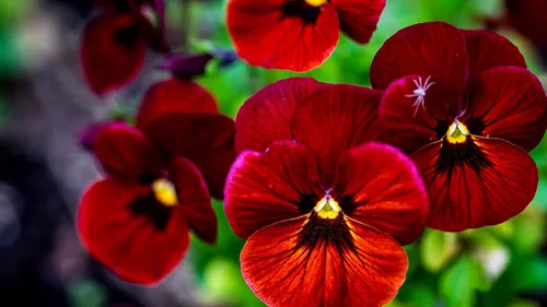 Vista 4 de Semillas de Viola Arkwright Ruby Viola Cornuta Pansies Red 40+ Semillas para plantar Planta de Floración Larga