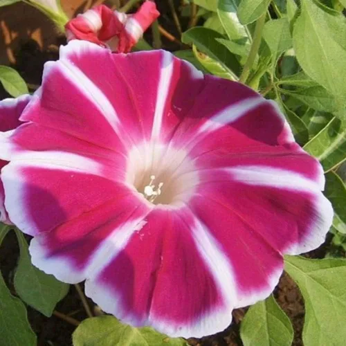 Vista 7 de Outsidepride Rosita Morning Glory Seeds - 50 unidades Semillas de flores anuales, trepadoras y enredaderas para plantar grandes flores rojas