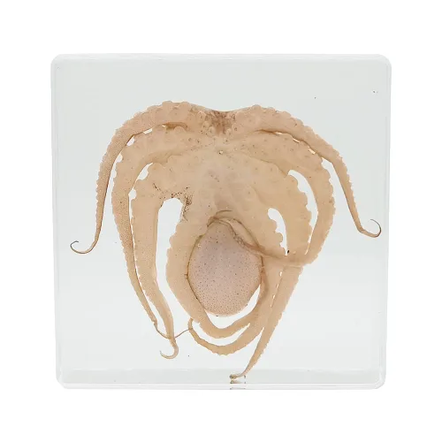 Vista 2 de Muestras de pulpo reales en manualidades de pisapapeles de resina, colección de taxidermia de animales para educación científica y adorno