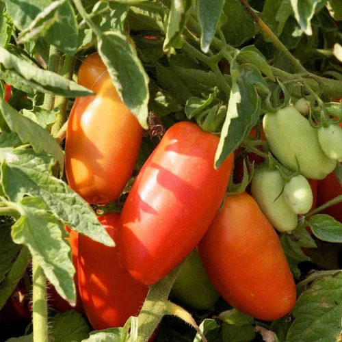 Vista 2 de Semillas de tomate San Marzano Redorta - Variedad reliquia de Toscana, Italia. (10 - Semillas)