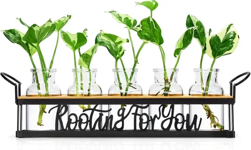 Vista 7 de THYGIFTREE Estaciones de propagación de plantas con soporte de metal, terrario de plantas de mesa para propagación hidropónica, maceta de vidrio