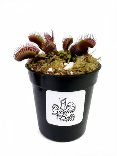 Vista 2 de Venus atrapamoscas 'Akai Ryu' (dragón rojo) Pequeña planta carnívora