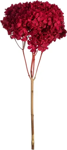 Vista 10 de Vickerman Hortensias de musgo antiguo de 15 pulgadas con múltiples segmentos de rama. Conservada