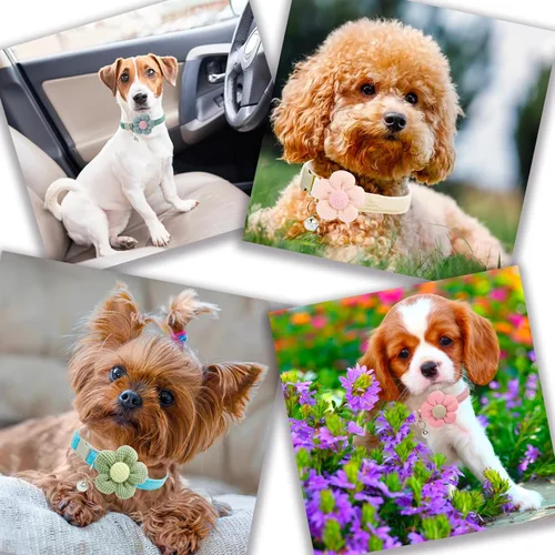 Vista 6 de Collar para perros pequeños con flor, collares para cachorros, collares para perros pequeños con campana, para hembras y machos pequeños