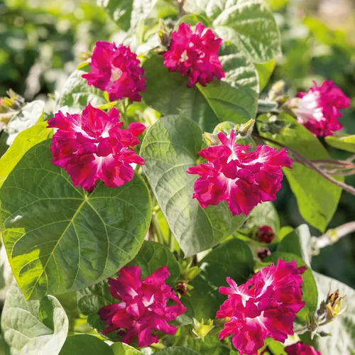 Vista 9 de Eden Brothers Morning Glory Seeds - Picotee azul, semillas sin OMG para plantar, 1 onza Semillas de flores de bajo mantenimiento, plantas durante