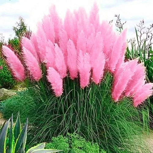 Vista 5 de Semillas de hierba anual ornamental de hierba de las pampas rosa para plantar